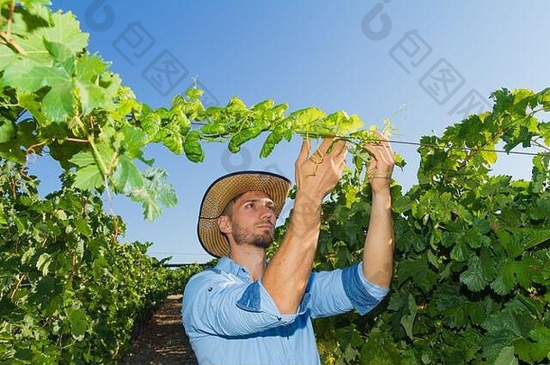 葡萄产品质量控制inpection葡萄园年轻的女人农民检查葡萄树葡萄质量收获季节农业被占领