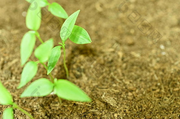 特写镜头绿色幼苗日益增长的植物土壤