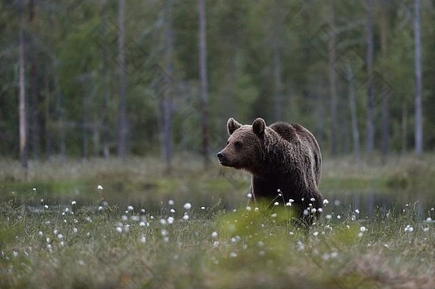 棕色（的）熊熊属arctos沼泽森林背景棕色（的）熊书森林背景泰加林<strong>芬兰</strong>