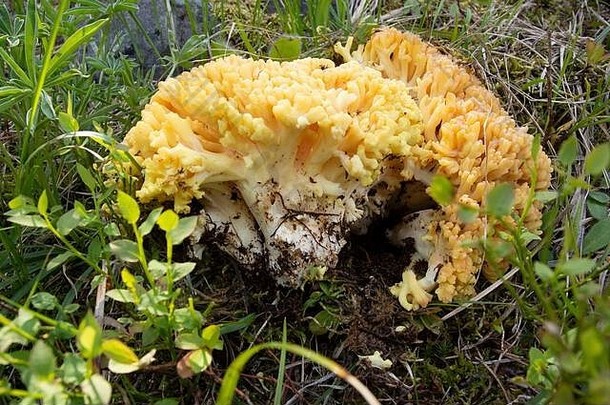 拉马里亚黄色的道德蘑菇发现青蛙池塘水蟒pintler荒野花岗岩县蒙大拿可能尿素