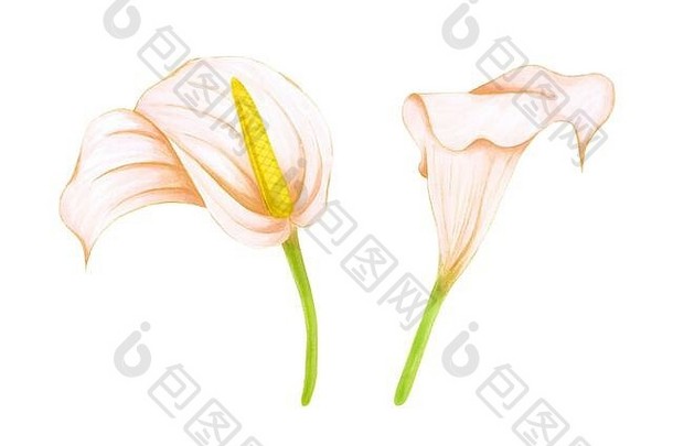 集手画软pink-beige花花烛属植物zantedeschia白色背景装饰异国情调的元素邀请卡片纺织