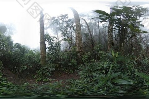 路径密集的绿色热带雨林树隐藏的雾巴西照片
