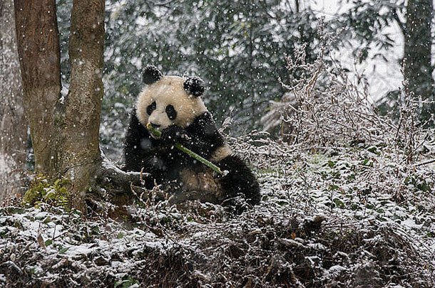 年轻的熊猫吃竹子雪风暴笔锋夏四川省中国