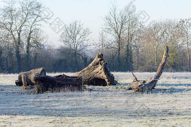 死树冬天景观