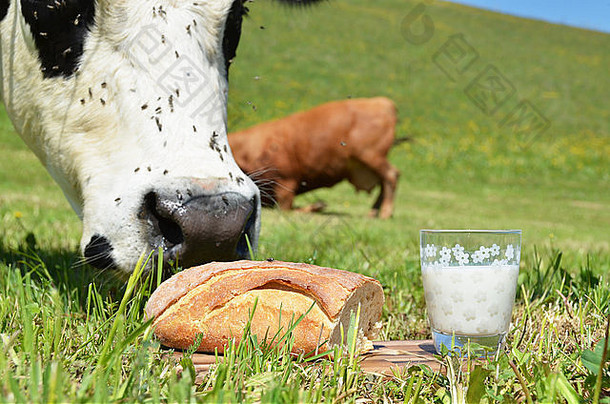 牛奶牛爱蒙塔尔地区瑞士