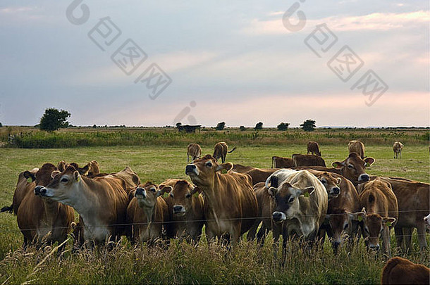 牛等待不耐烦地挤奶美丽的岛helnaes丹麦