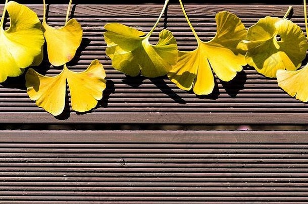 前视图金银杏biloba叶子木阳台地板上横幅设计秋天风景背景