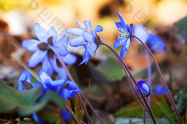 明亮的蓝色的Hepatica花春天森林宏照片