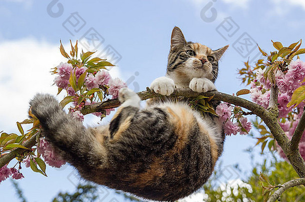 以斯帖猫探索观赏樱桃树