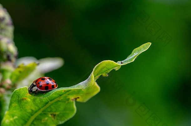 瓢虫甲虫休息绿色叶