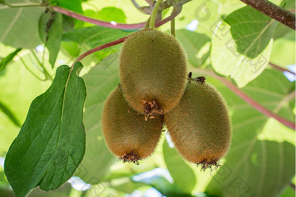 猕猴桃猕猴桃猕猴桃美味的中国人醋栗叶树冠保护猕猴桃葡萄树猕猴桃水果