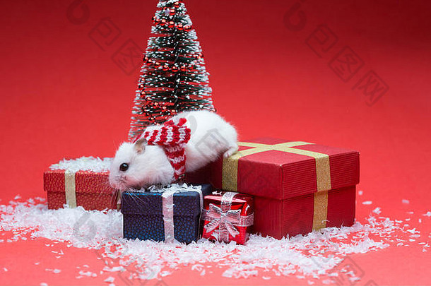 可爱的仓鼠围巾红色的背景圣诞节树礼物