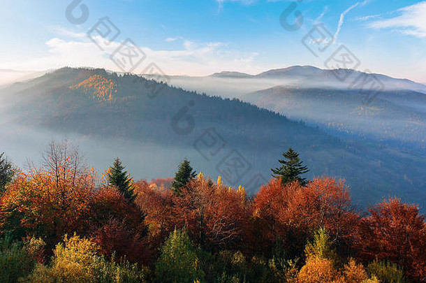 有雾的日出喀尔巴阡山脉的山令人惊异的自然风景秋天季节树红色的橙色树叶遥远的脊朦胧的大气beneat