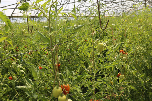 西红柿种植温室控制温度