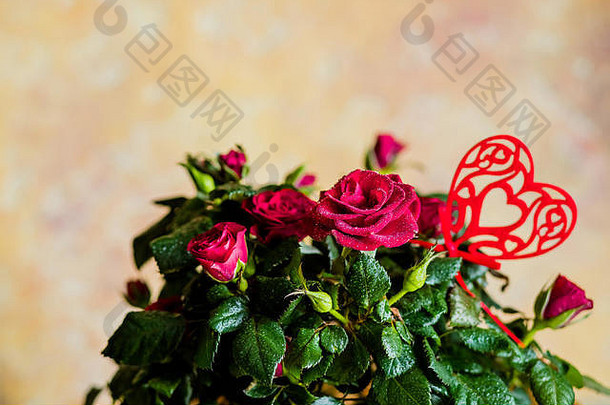 浪漫的生活红色的玫瑰白色木背景情人节一天概念软焦点美丽的小玫瑰红色的心装饰