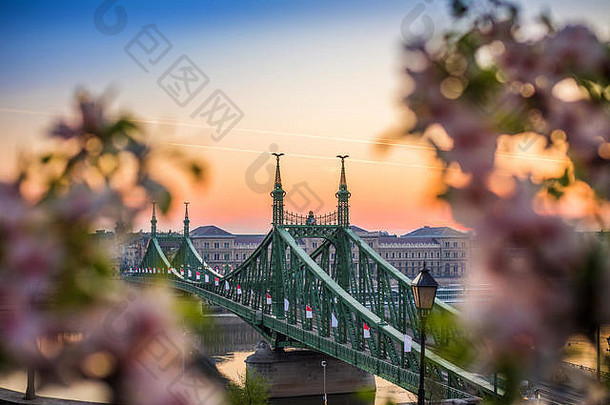 布达佩斯匈牙利美丽的自由桥日出樱桃开花春天到达布达佩斯