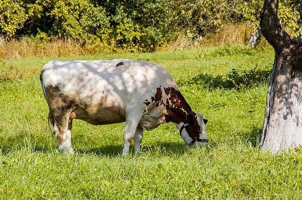 发现了牛啃食绿色草地