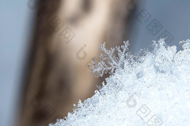 自然雪花雪照片真正的雪花降雪自然条件低温度