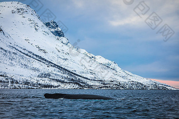 座头鲸鲸鱼厄斯峡湾夸洛亚特罗姆瑟北部挪威