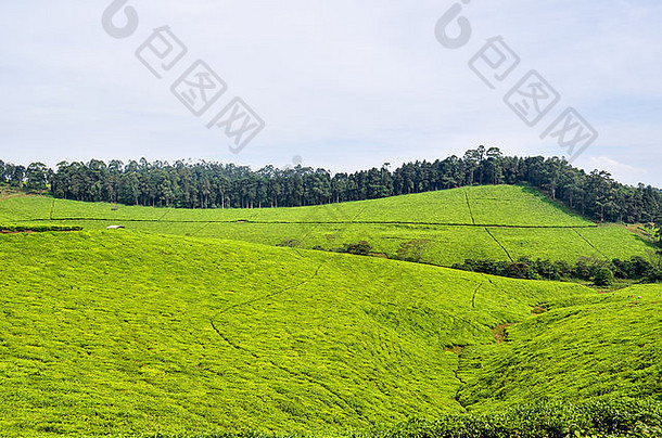茶种植园bamenda环路喀麦隆