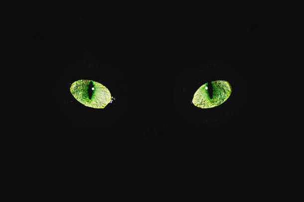 猫的绿色眼睛发光明亮黑暗输送大气威胁恐惧