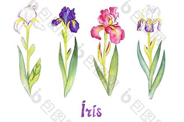 虹膜集合白色紫色的粉红色的花孤立的白色手画水彩插图手写的登记