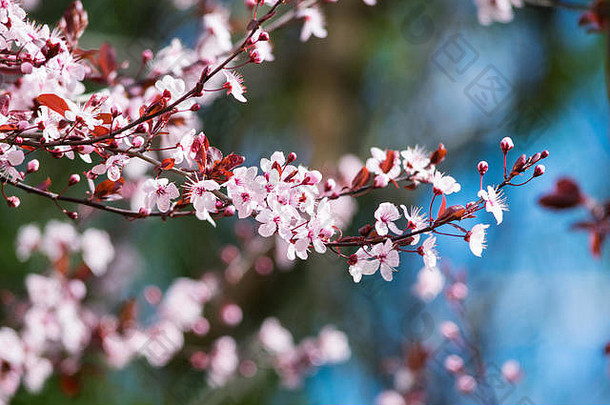 美丽的粉红色的樱桃开花花完整的布鲁姆春天美丽的阳光明媚的多风的