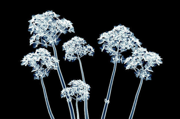 x射线图像花孤立的黑色的园艺插图