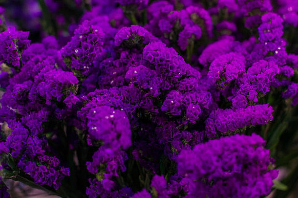 分支机构美丽的紫罗兰色的花关闭