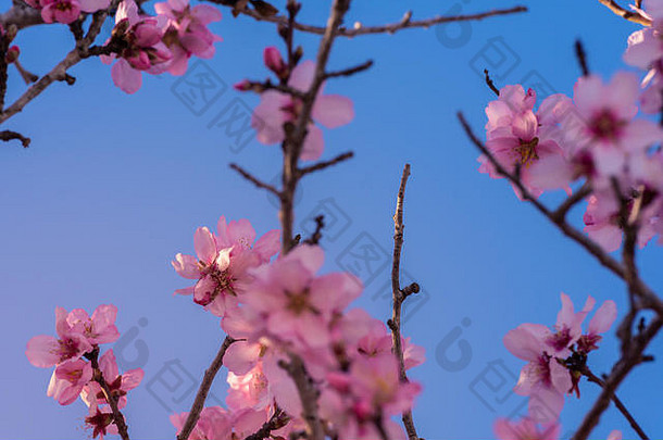 美丽的自然场景春天杏仁花完美的美丽的摘要杏仁花背景春天场瓦伦西亚