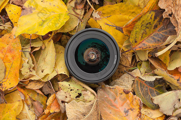 相机镜头彩色的叶子背景秋天