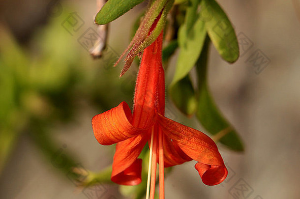 红色的沙漠忍冬属植物茴香草瑟贝里讲峡谷图森亚利桑那州