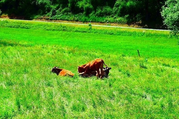 年轻的牛高草