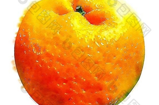 特写镜头色彩斑斓的水彩手绘艺术插图<strong>橘子</strong>水果高分辨率插图