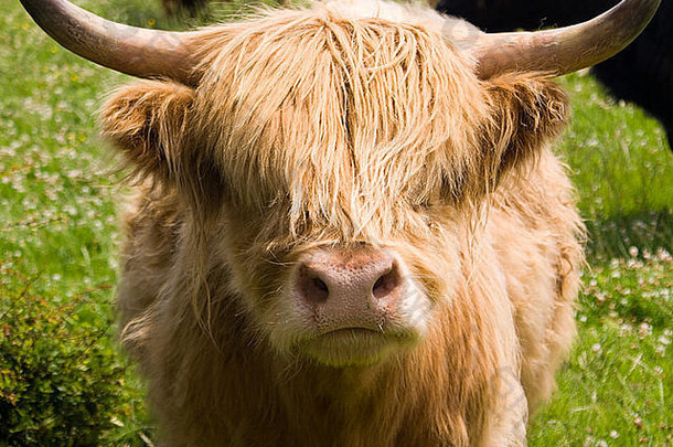 罕见的品种牛乌尔纳比达灵顿高地牛关闭