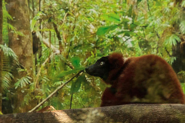 红色的有环状羽毛的狐猴红毛rubra栖息树肢体零食水果灵长类动物本地的马达加斯加