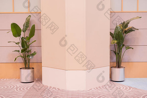 绿色盆栽植物在室内白色墙