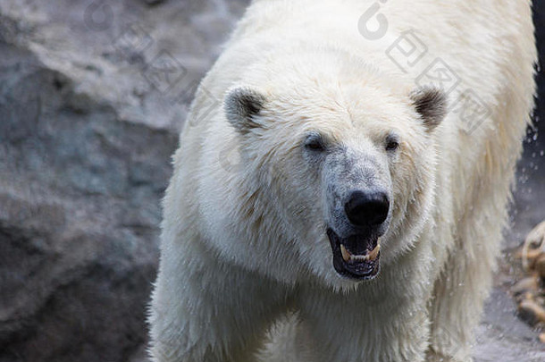 thalarctosmaritimus熊属maritimus一般极地熊