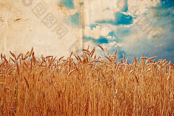 场小麦古董照片