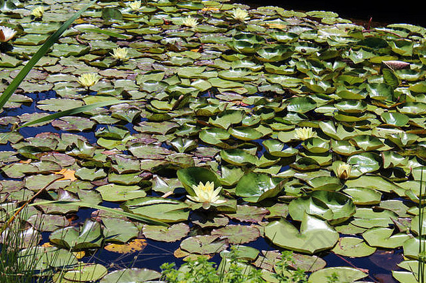 池塘覆盖白色黄色的水百合莉莉垫小幅植被cantigny公园<strong>惠</strong>顿伊利诺斯州美国
