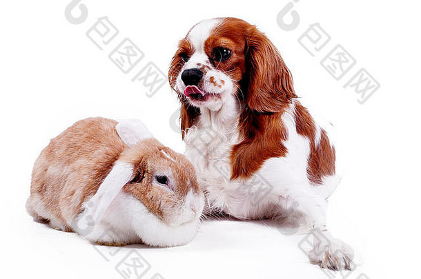 动物朋友宠物敌人真正的友谊真正的狗砍伐兔子兔子骑士王查尔斯猎犬照片