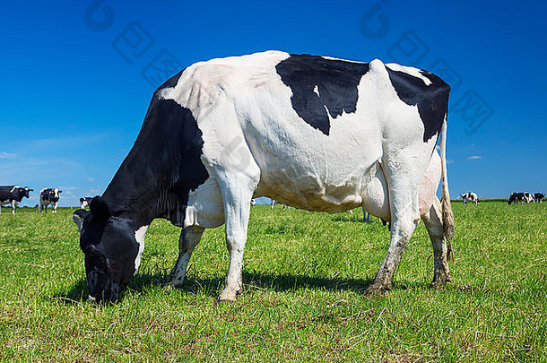 白色黑色的牛放牧草地