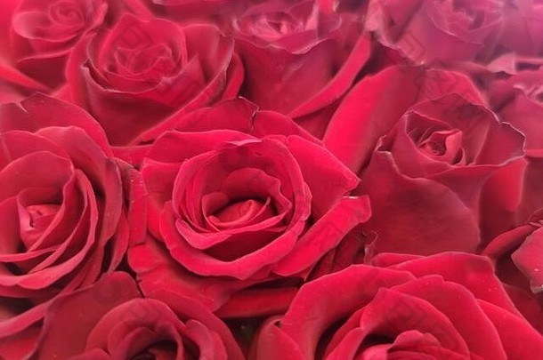 红色的玫瑰背景<strong>情人节</strong>一天妈妈。一天女人一天帖子卡邀请香气治疗化妆品背景比蒂沙龙