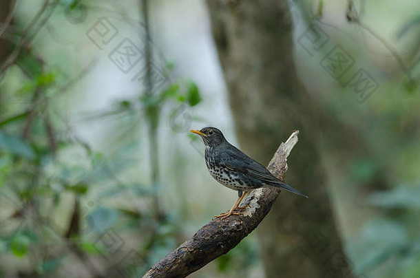 日本画眉图尔杜斯卡迪斯鸟自然泰国