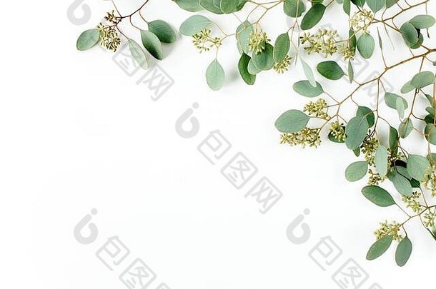 框架边界使桉树杨属叶子水果形式浆果白色背景平躺前视图花概念