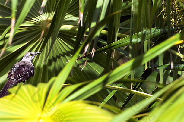 美丽的小棕色（的）鸟栖息郁郁葱葱的热带阳光明媚的绿色黄色的植物详细的阴影墨西哥