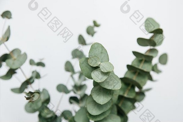 宏照片桉树植物