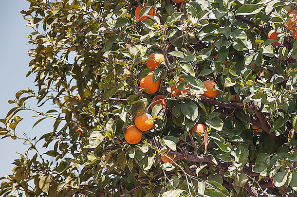 橙色树柑橘类中国
