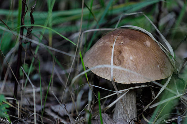 棕色（的）蘑菇莱奇纳姆scabrum一般rough-stemmed牛肝菌黑星病茎桦木牛肝菌森林草蘑菇小孩