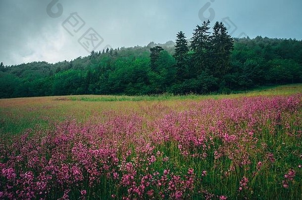 春天草地粉红色的花早....松柏科的森林